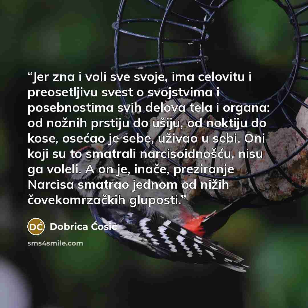 “Jer zna i voli sve svoje, ima celovitu i preosetljivu svest o svojstvima i posebnostima svih delova tela i organa: od nožnih prstiju do ušiju, od noktiju do kose, osećao je sebe, uživao u sebi. Oni koji su to smatrali narcisoidnošću, nisu ga voleli. A on je, inače, preziranje Narcisa smatrao…” quote by Dobrica Ćosić