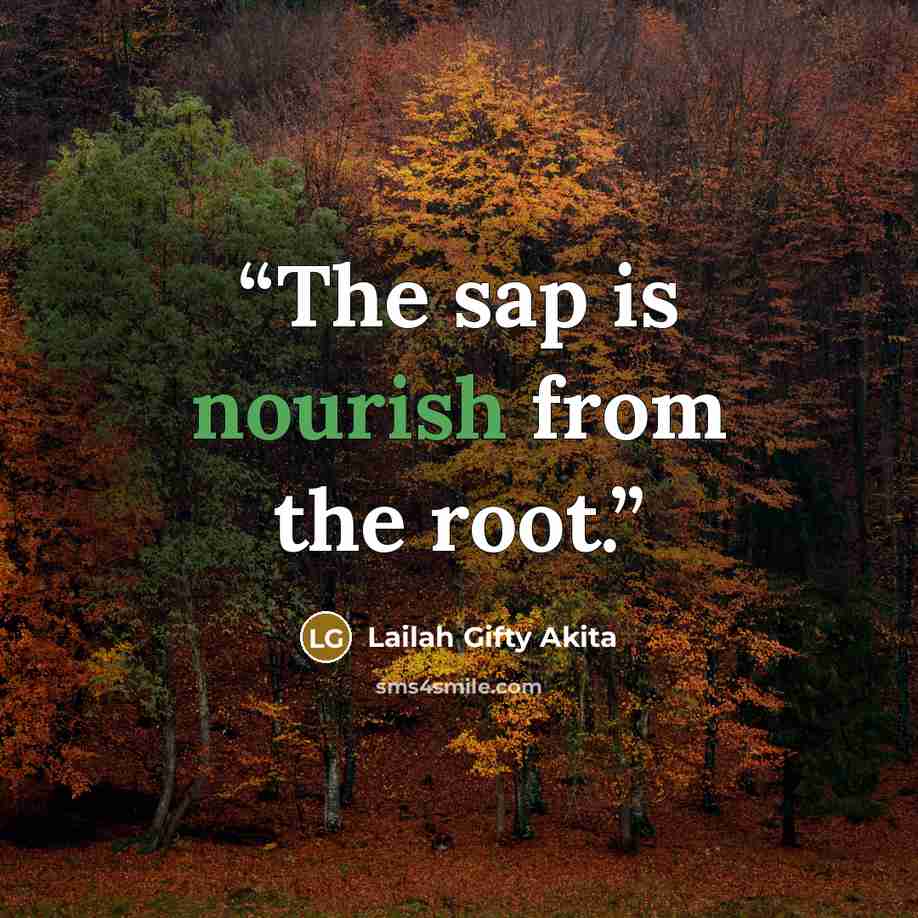 “The sap is nourish from the root.” quote by Lailah Gifty Akita