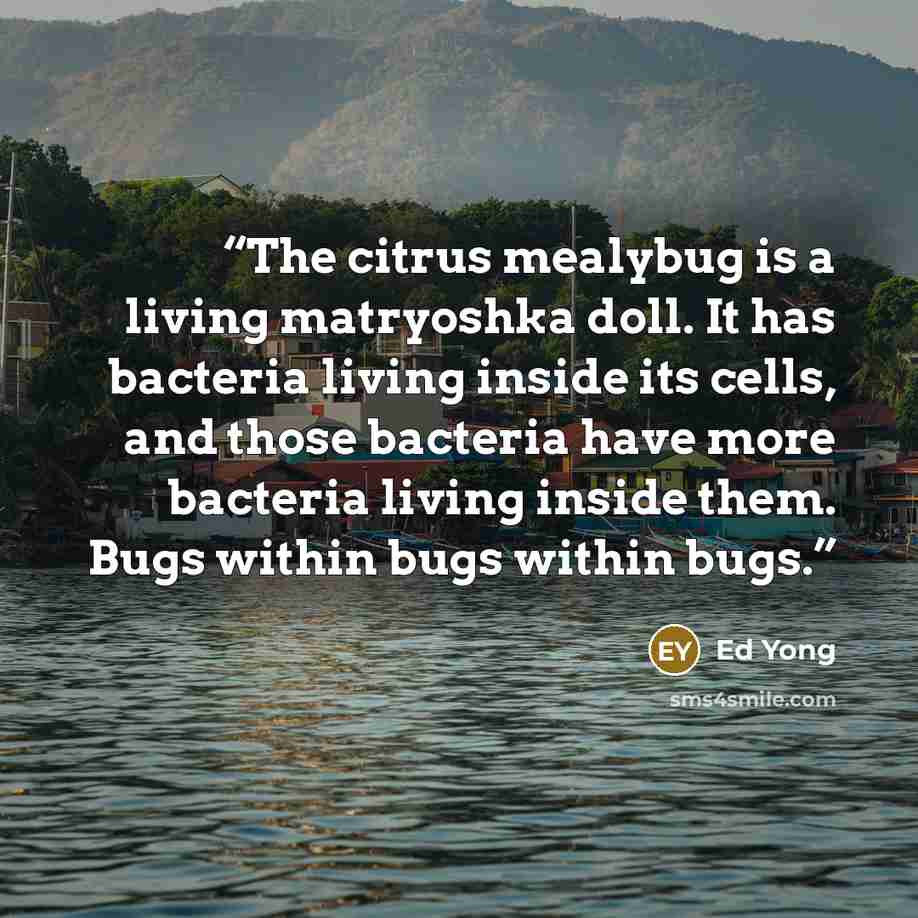 “The citrus mealybug is a living matryoshka doll. It has bacteria living inside its cells, and those bacteria have more bacteria living inside them. Bugs within bugs within bugs.” quote by Ed Yong