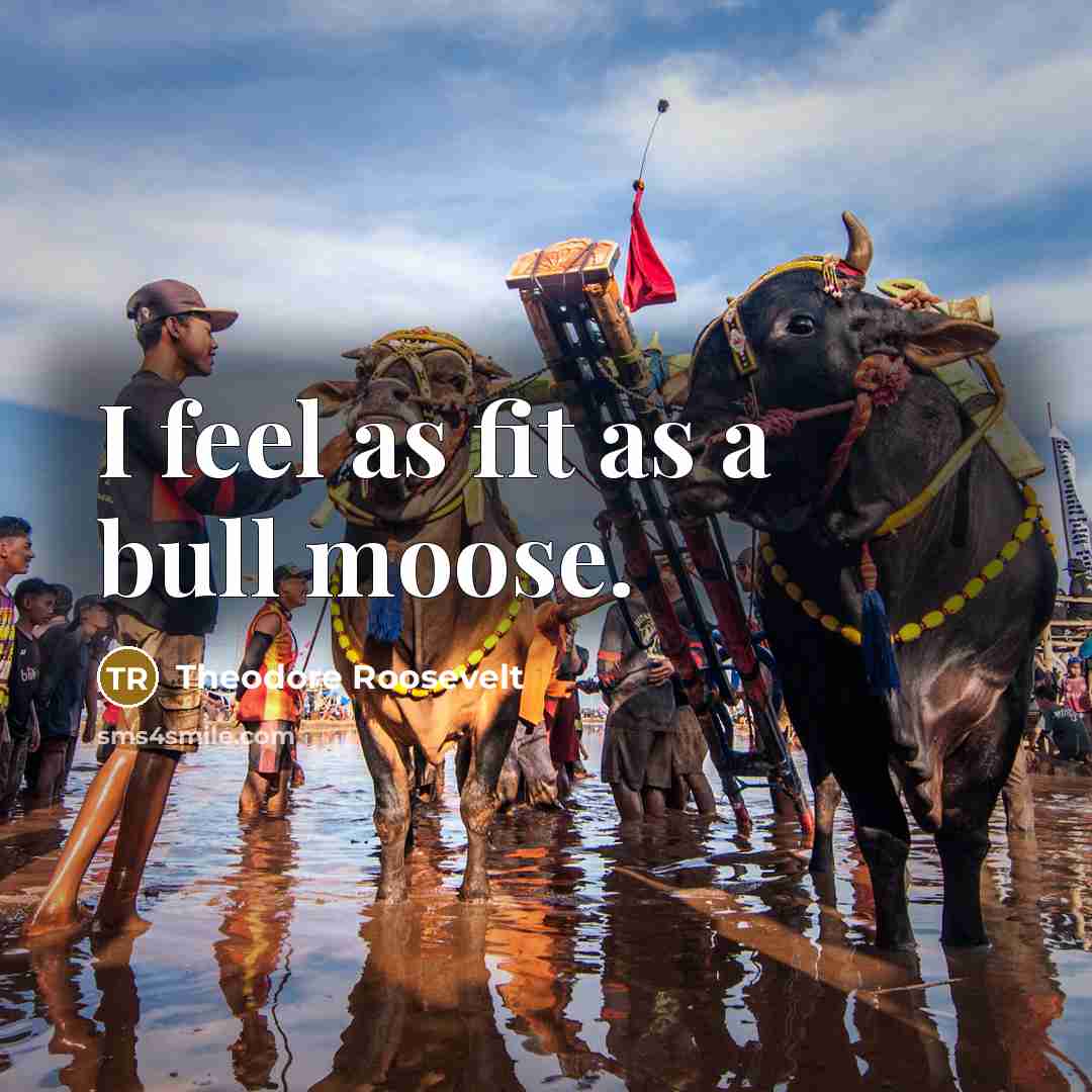 “I feel as fit as a bull moose.” quote by Theodore Roosevelt