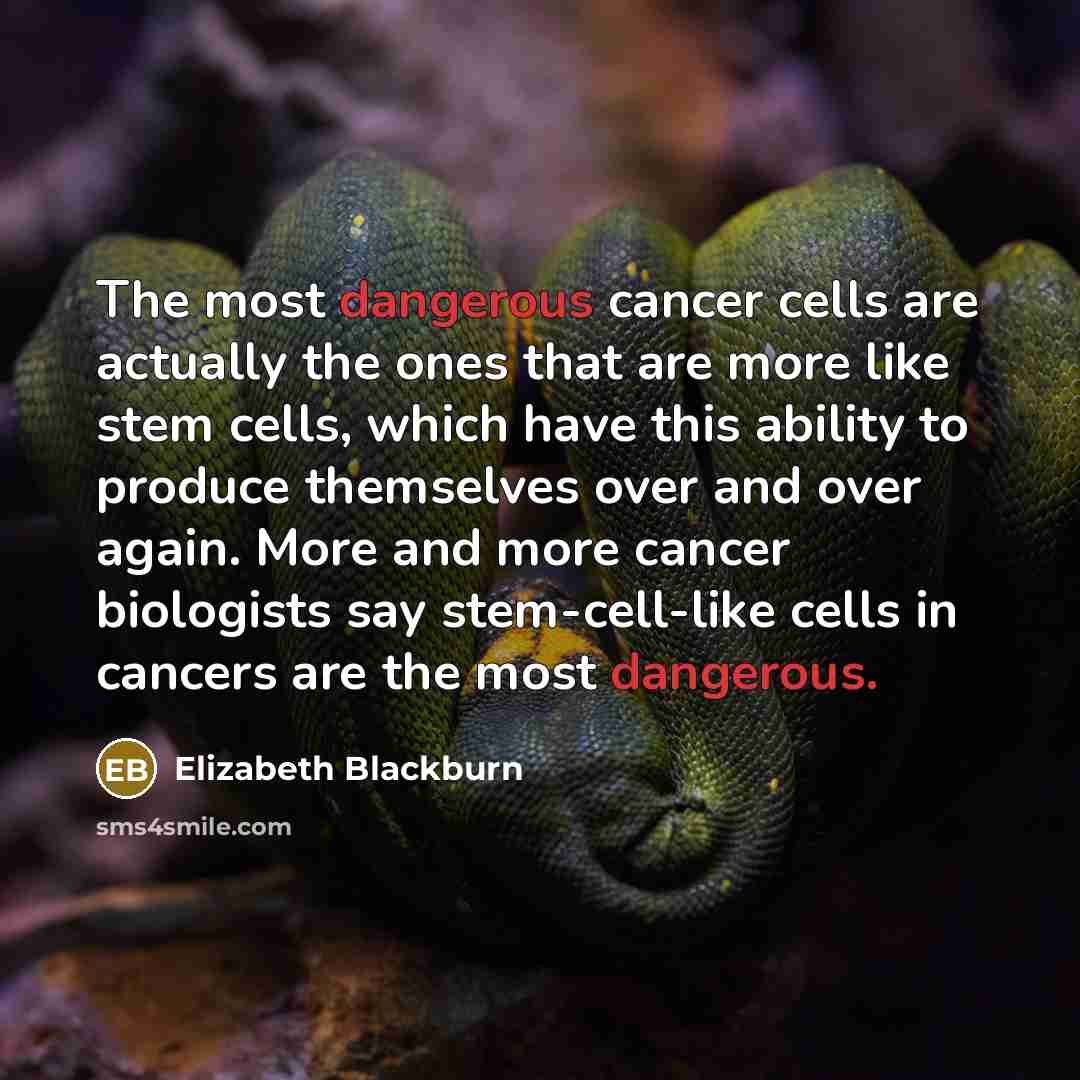 “The most dangerous cancer cells are actually the ones that are more like stem cells, which have this ability to produce themselves over and over again. More and more cancer biologists say stem-cell-like cells in cancers are the most dangerous.” quote by Elizabeth Blackburn