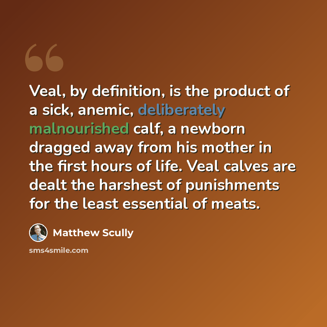 “Veal, by definition, is the product of a sick, anemic, deliberately malnourished calf, a newborn dragged away from his mother in the first hours of life. Veal calves are dealt the harshest of punishments for the least essential of meats.” quote by Matthew Scully