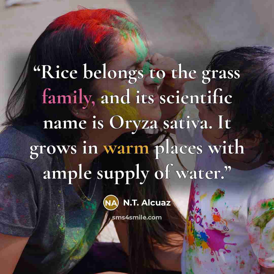 “Rice belongs to the grass family, and its scientific name is Oryza sativa. It grows in warm places with ample supply of water.” quote by N.T. Alcuaz