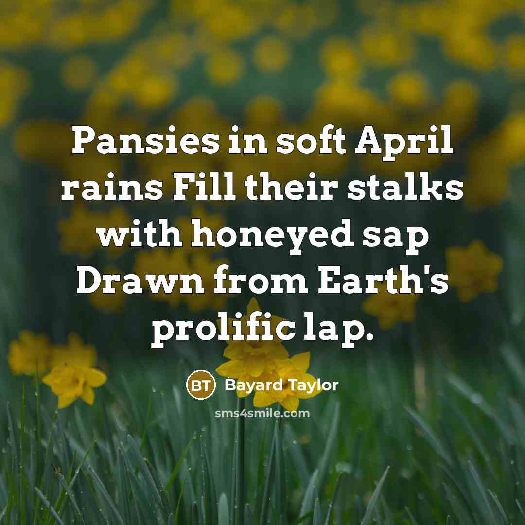 “Pansies in soft April rains Fill their stalks with honeyed sap Drawn from Earth's prolific lap.” quote by Bayard Taylor