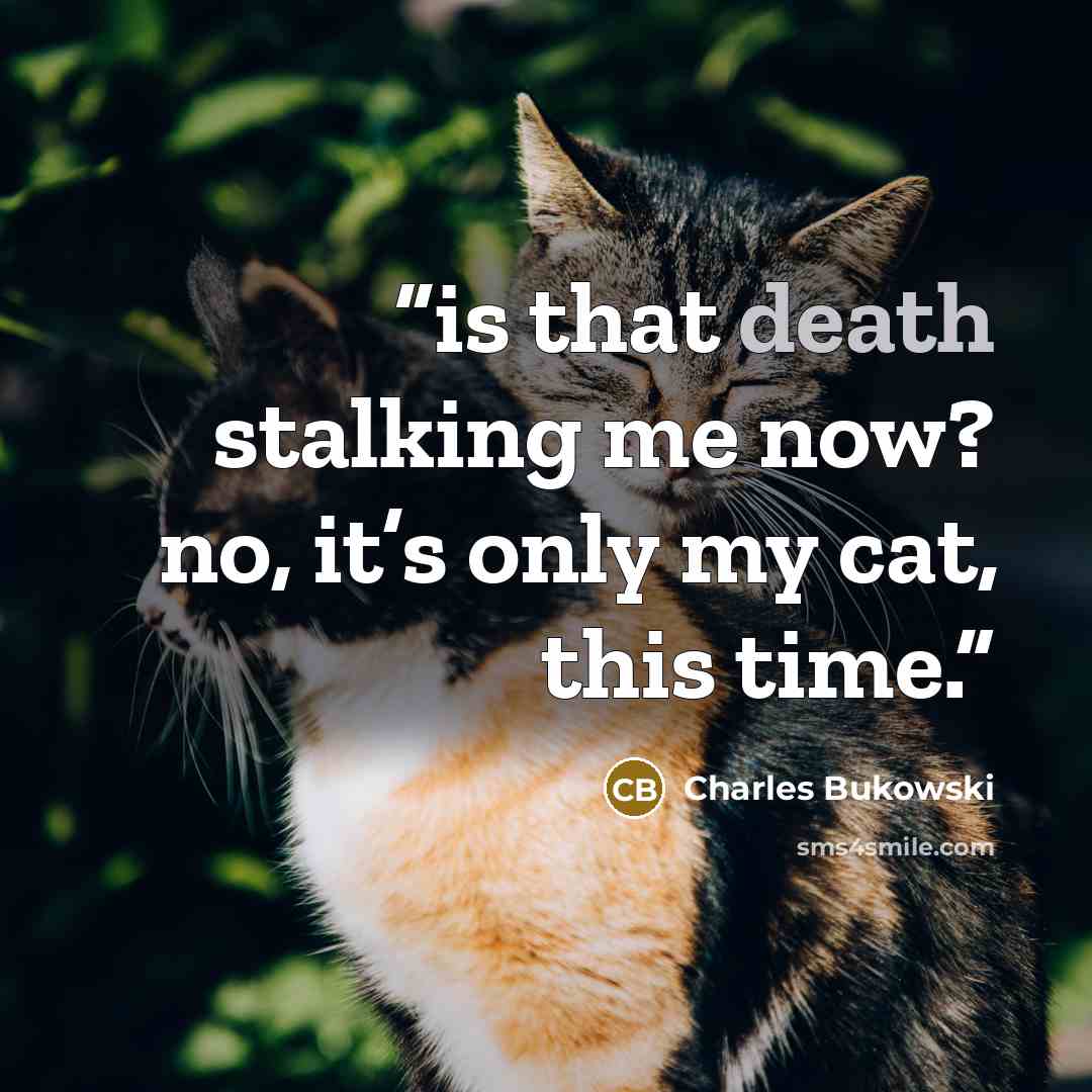 “is that death stalking me now? no, it’s only my cat, this time.” quote by Charles Bukowski