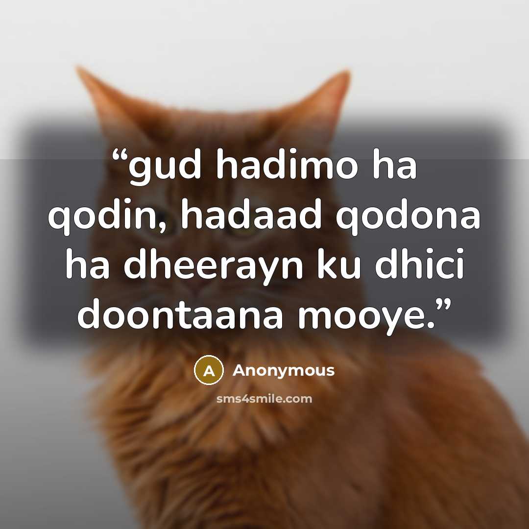 “gud hadimo ha qodin, hadaad qodona ha dheerayn ku dhici doontaana mooye.” quote by Anonymous
