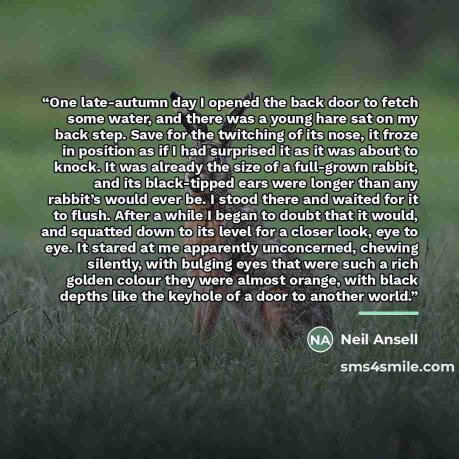 “One late-autumn day I opened the back door to fetch some water, and there was a young hare sat on my back step. Save for the twitching of its nose, it froze in position as if I had surprised it as it was about to knock. It was already the size of a full-grown rabbit, and its black-tipped ears were…” quote by Neil Ansell
