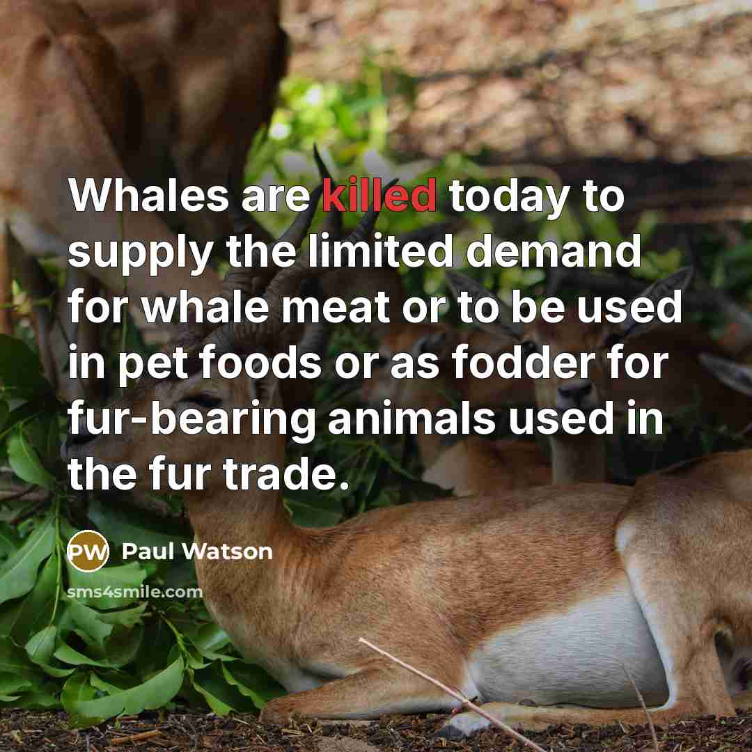 “Whales are killed today to supply the limited demand for whale meat or to be used in pet foods or as fodder for fur-bearing animals used in the fur trade.” quote by Paul Watson