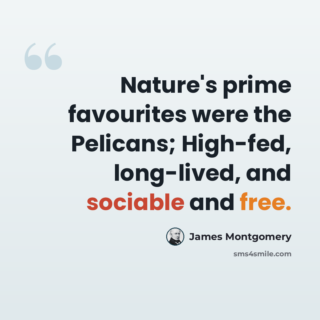 “Nature's prime favourites were the Pelicans; High-fed, long-lived, and sociable and free.” quote by James Montgomery