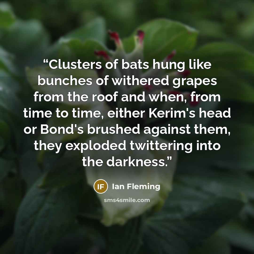 “Clusters of bats hung like bunches of withered grapes from the roof and when, from time to time, either Kerim's head or Bond's brushed against them, they exploded twittering into the darkness.” quote by Ian Fleming