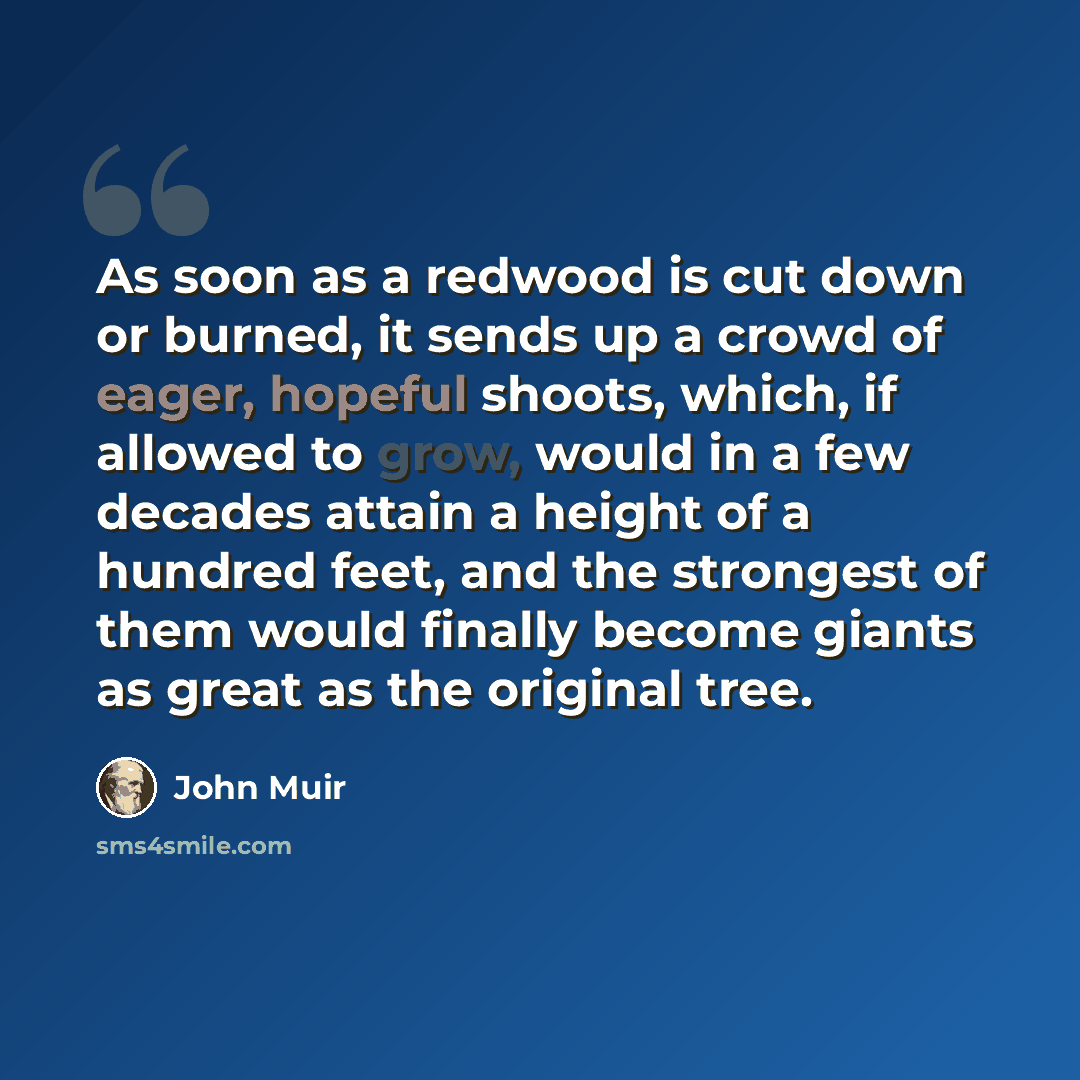 “As soon as a redwood is cut down or burned, it sends up a crowd of eager, hopeful shoots, which, if allowed to grow, would in a few decades attain a height of a hundred feet, and the strongest of them would finally become giants as great as the original tree.” quote by John Muir