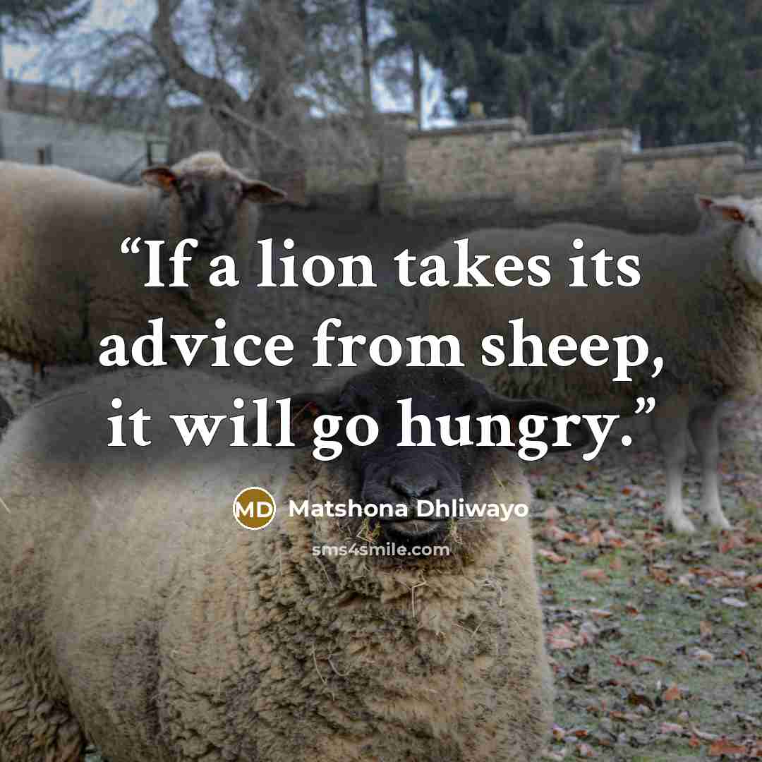 “If a lion takes its advice from sheep, it will go hungry.” quote by Matshona Dhliwayo