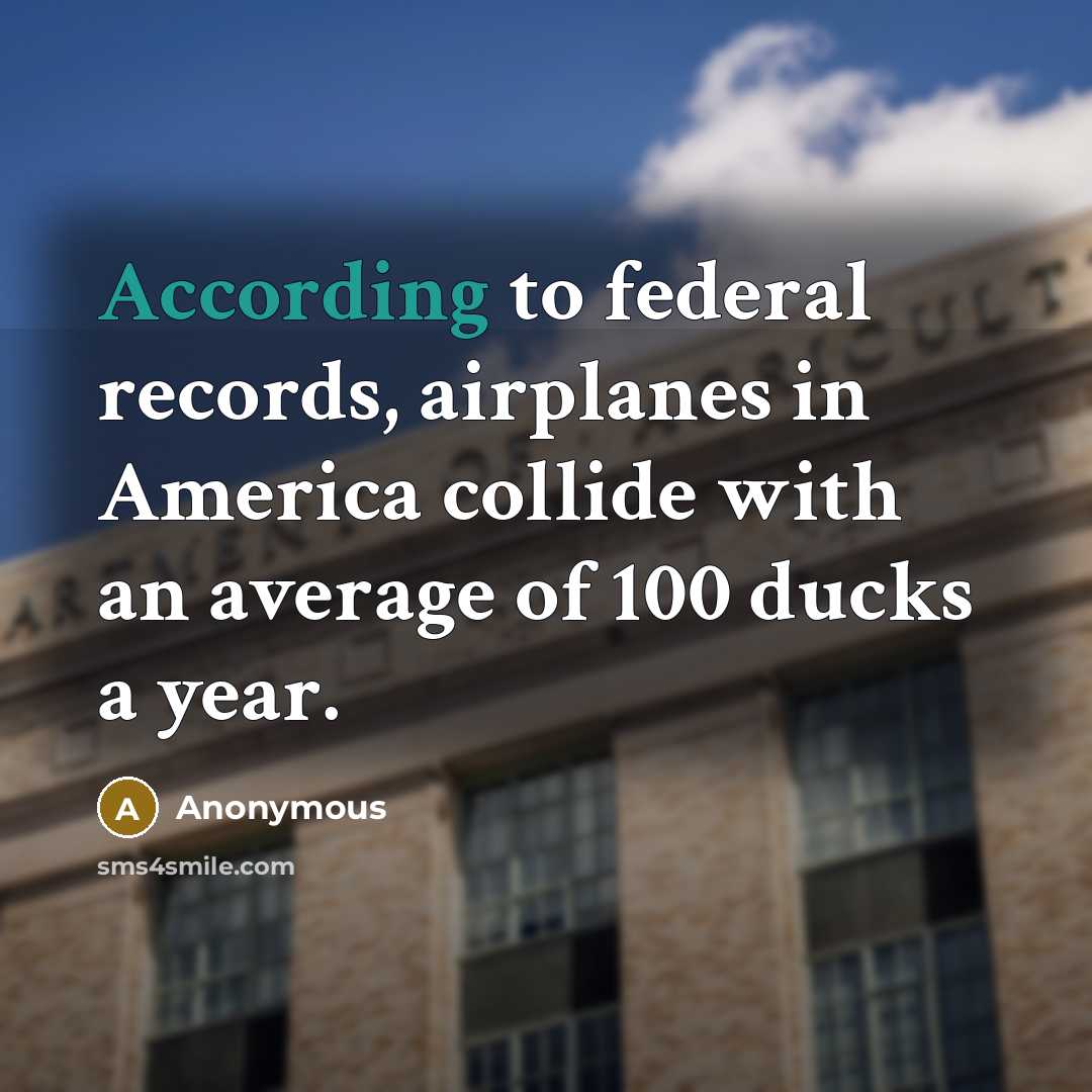 “According to federal records, airplanes in America collide with an average of 100 ducks a year.” quote by Anonymous