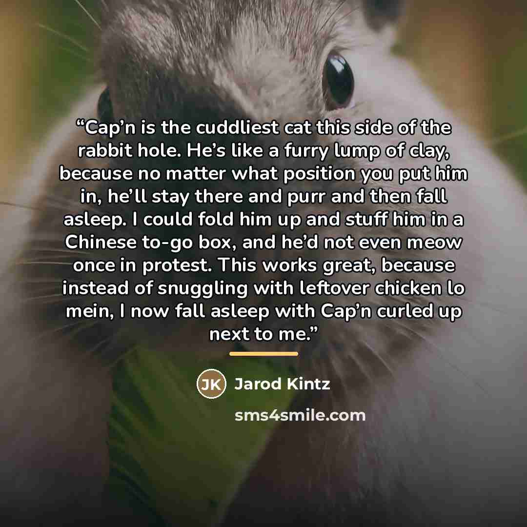 “Cap’n is the cuddliest cat this side of the rabbit hole. He’s like a furry lump of clay, because no matter what position you put him in, he’ll stay there and purr and then fall asleep. I could fold him up and stuff him in a Chinese to-go box, and he’d not even meow once in protest. This works…” quote by Jarod Kintz