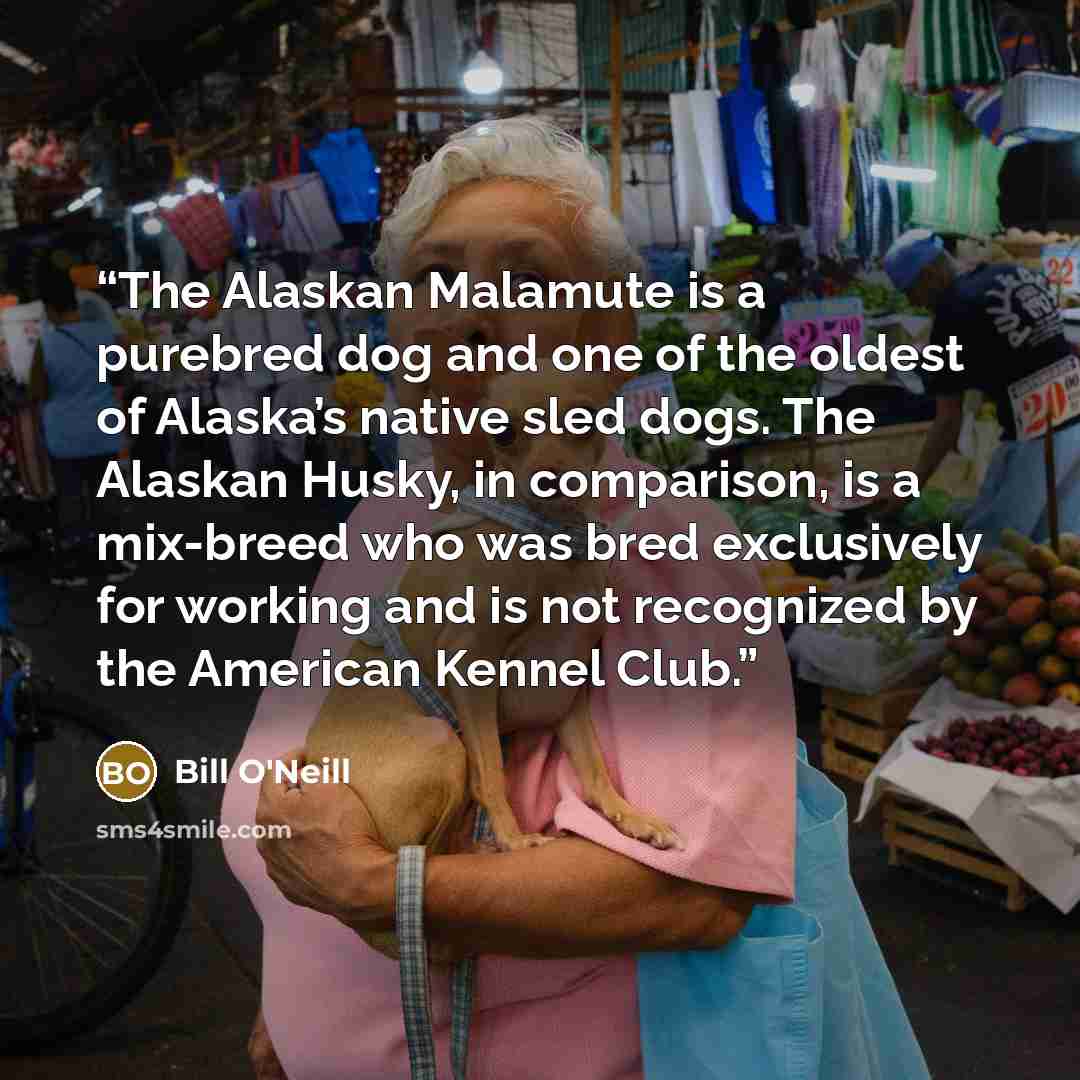 “The Alaskan Malamute is a purebred dog and one of the oldest of Alaska’s native sled dogs. The Alaskan Husky, in comparison, is a mix-breed who was bred exclusively for working and is not recognized by the American Kennel Club.” quote by Bill O'Neill