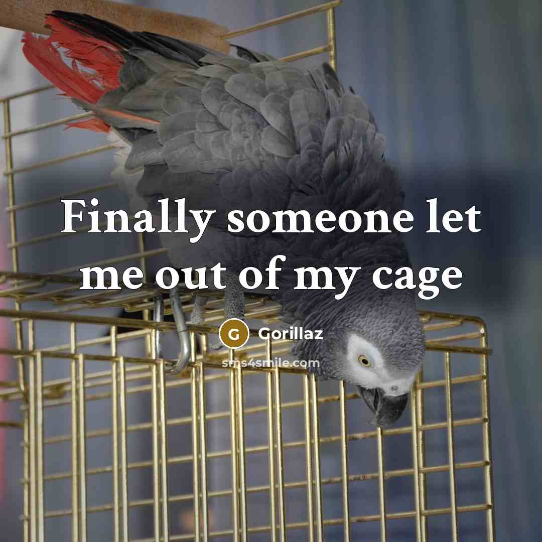 “Finally someone let me out of my cage” quote by Gorillaz