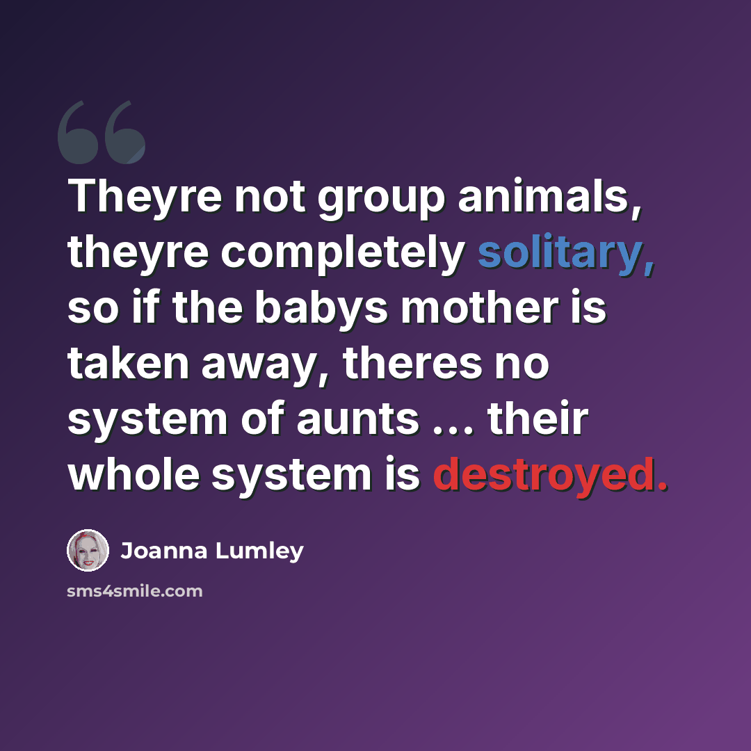 “Theyre not group animals, theyre completely solitary, so if the babys mother is taken away, theres no system of aunts ... their whole system is destroyed.” quote by Joanna Lumley
