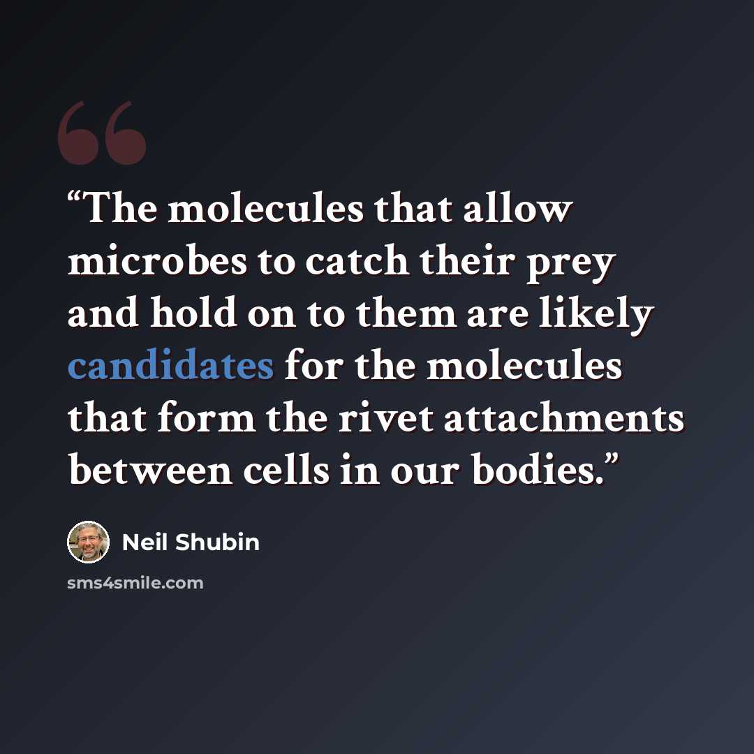 “The molecules that allow microbes to catch their prey and hold on to them are likely candidates for the molecules that form the rivet attachments between cells in our bodies.” quote by Neil Shubin