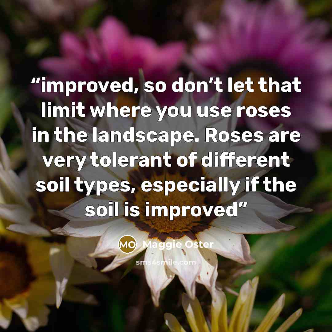 “improved, so don’t let that limit where you use roses in the landscape. Roses are very tolerant of different soil types, especially if the soil is improved” quote by Maggie Oster
