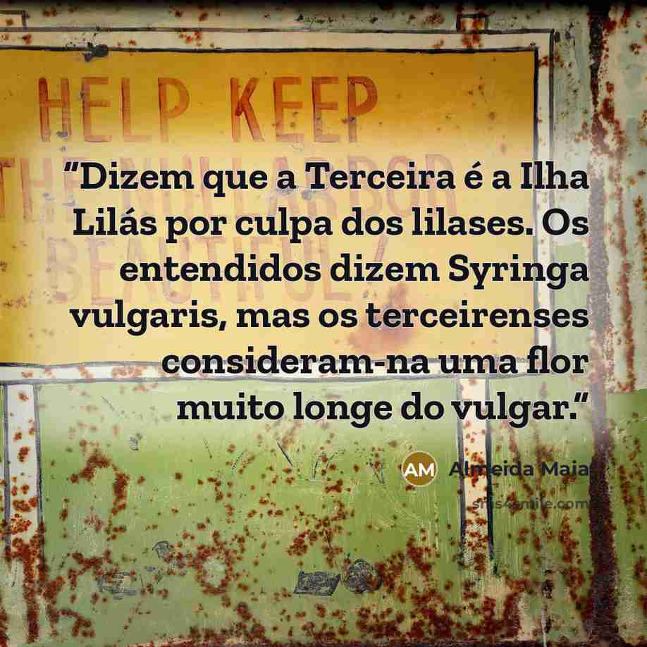 “Dizem que a Terceira é a Ilha Lilás por culpa dos lilases. Os entendidos dizem Syringa vulgaris, mas os terceirenses consideram-na uma flor muito longe do vulgar.” quote by Almeida Maia
