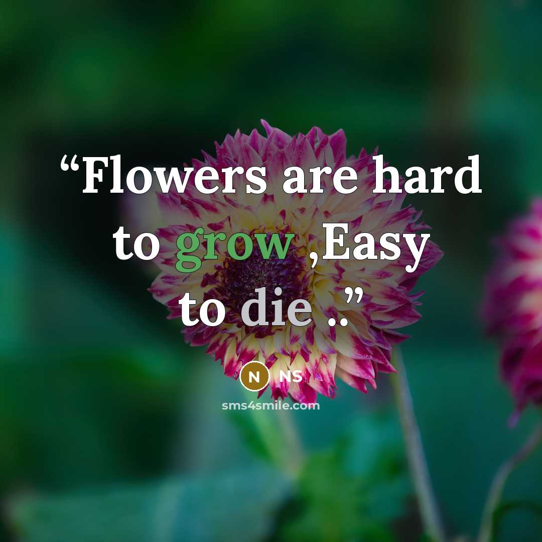 “Flowers are hard to grow ,Easy to die ..” quote by NS