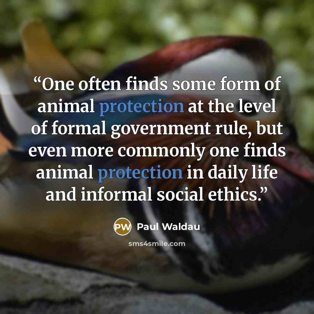 “One often finds some form of animal protection at the level of formal government rule, but even more commonly one finds animal protection in daily life and informal social ethics.” quote by Paul Waldau