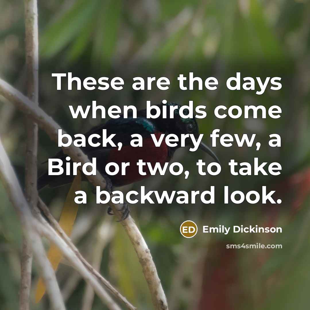 “These are the days when birds come back, a very few, a Bird or two, to take a backward look.” quote by Emily Dickinson