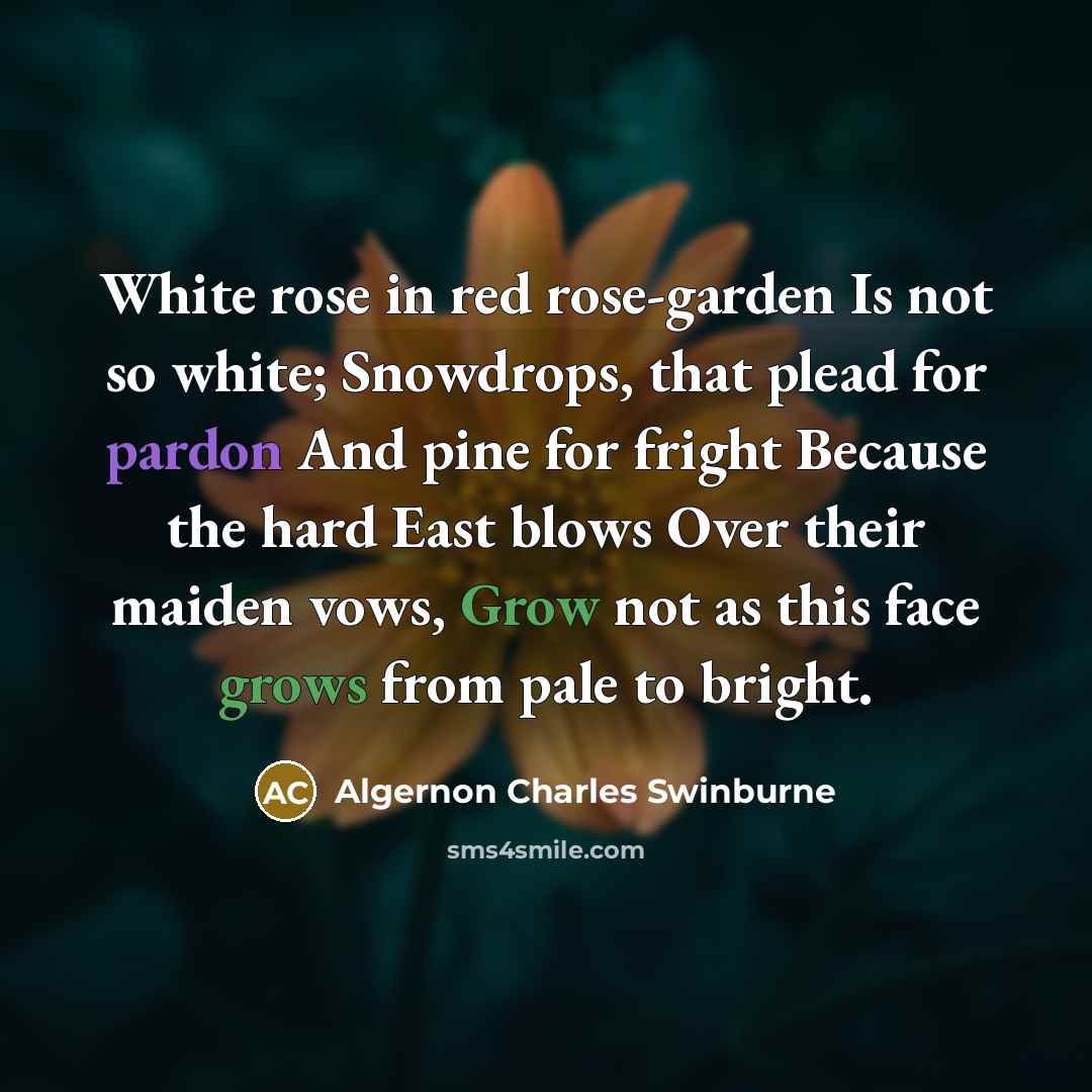 “White rose in red rose-garden Is not so white; Snowdrops, that plead for pardon And pine for fright Because the hard East blows Over their maiden vows, Grow not as this face grows from pale to bright.” quote by Algernon Charles Swinburne