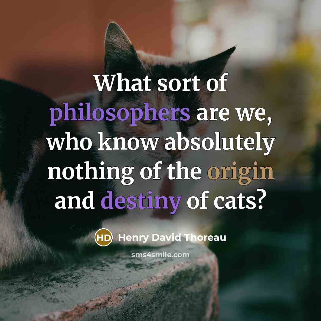 “What sort of philosophers are we, who know absolutely nothing of the origin and destiny of cats?” quote by Henry David Thoreau