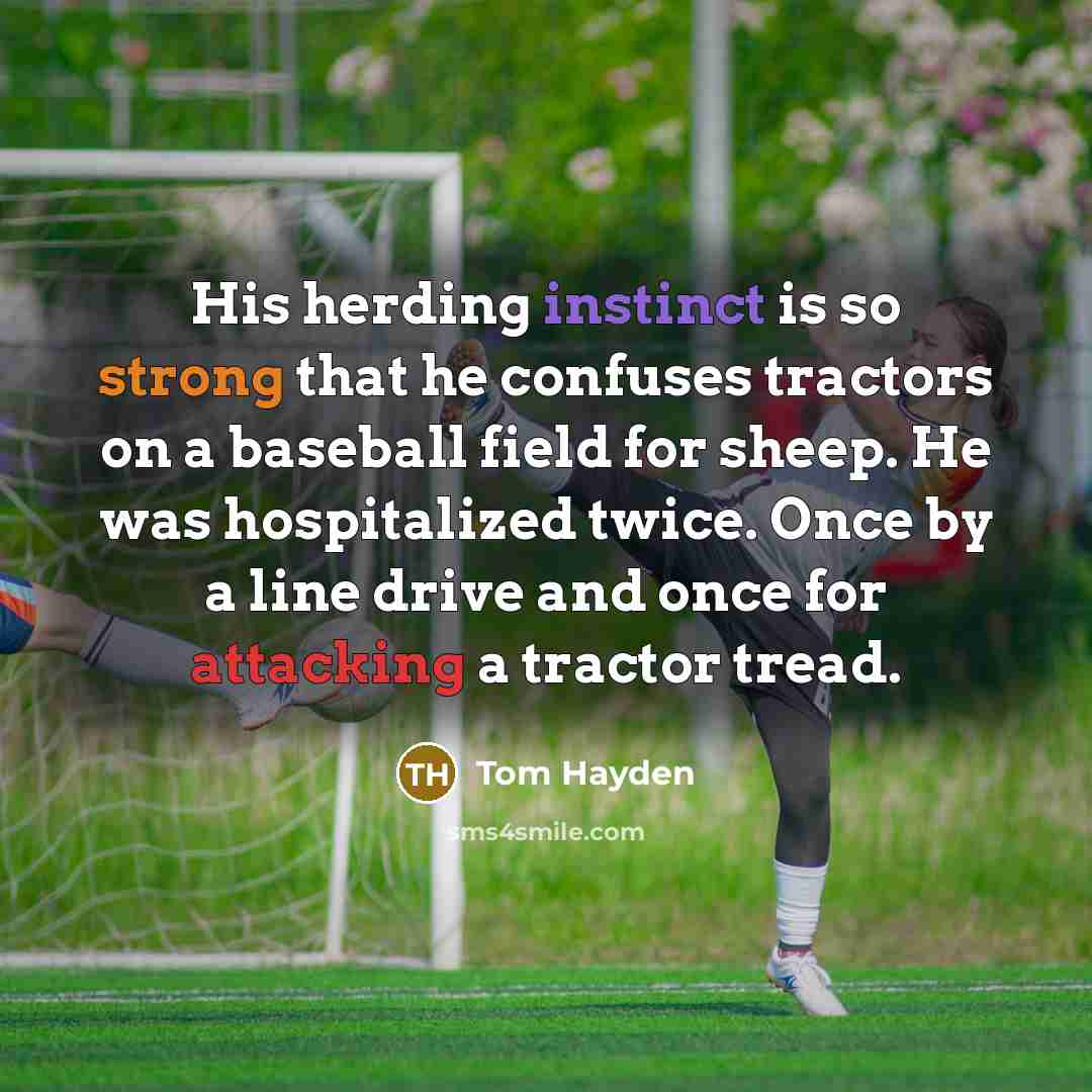 “His herding instinct is so strong that he confuses tractors on a baseball field for sheep. He was hospitalized twice. Once by a line drive and once for attacking a tractor tread.” quote by Tom Hayden