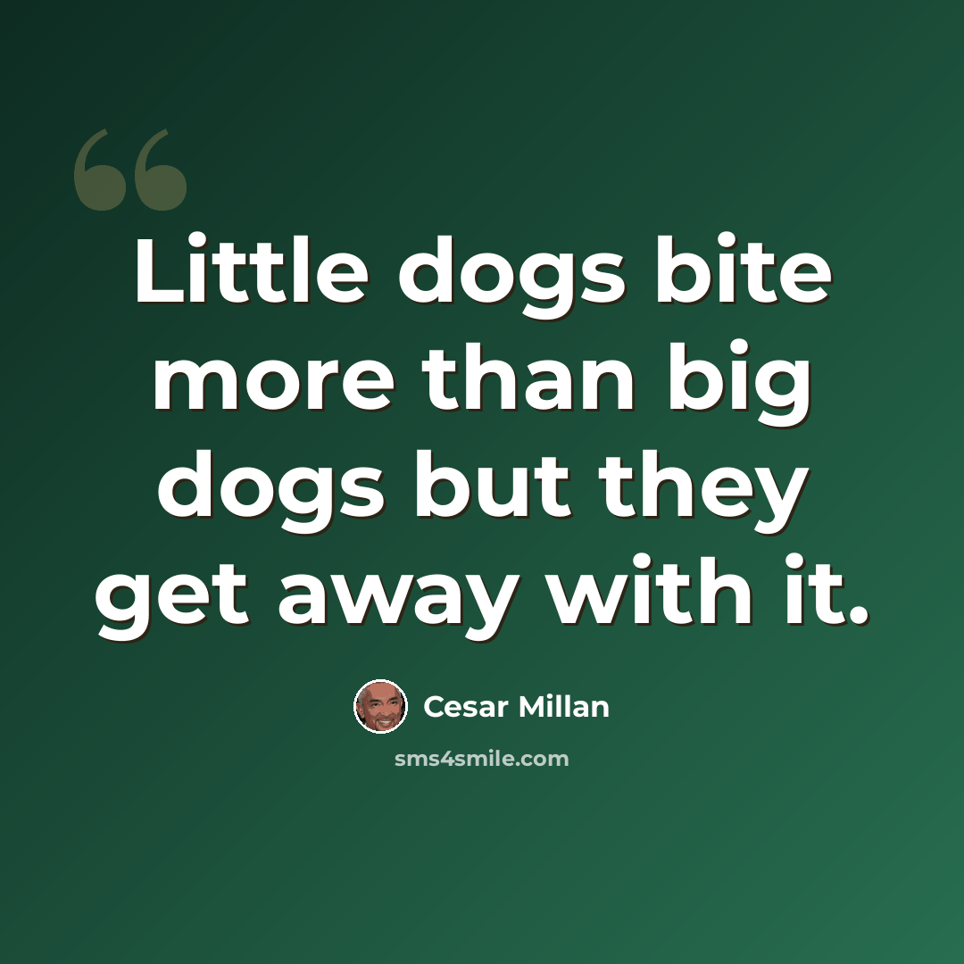 “Little dogs bite more than big dogs but they get away with it.” quote by Cesar Millan