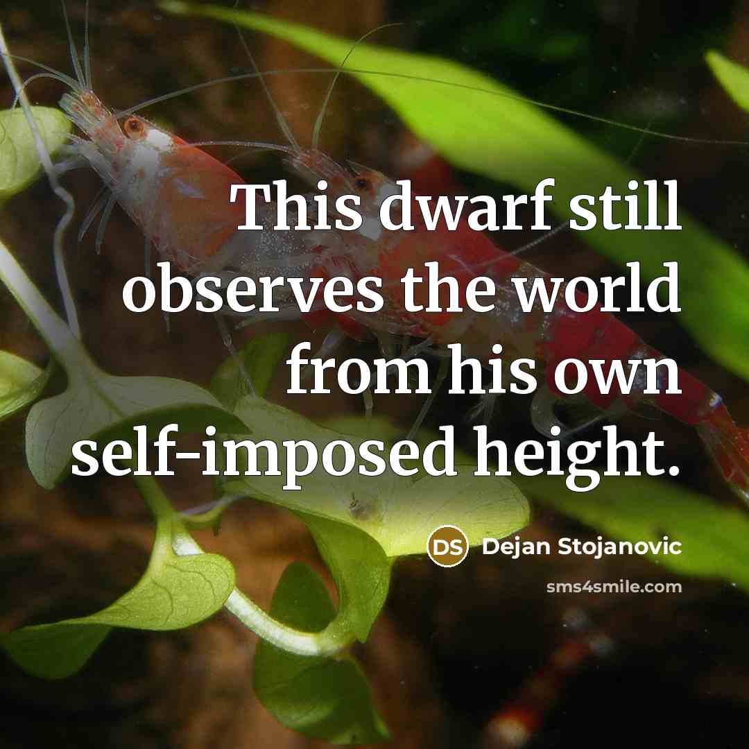 “This dwarf still observes the world from his own self-imposed height.” quote by Dejan Stojanovic