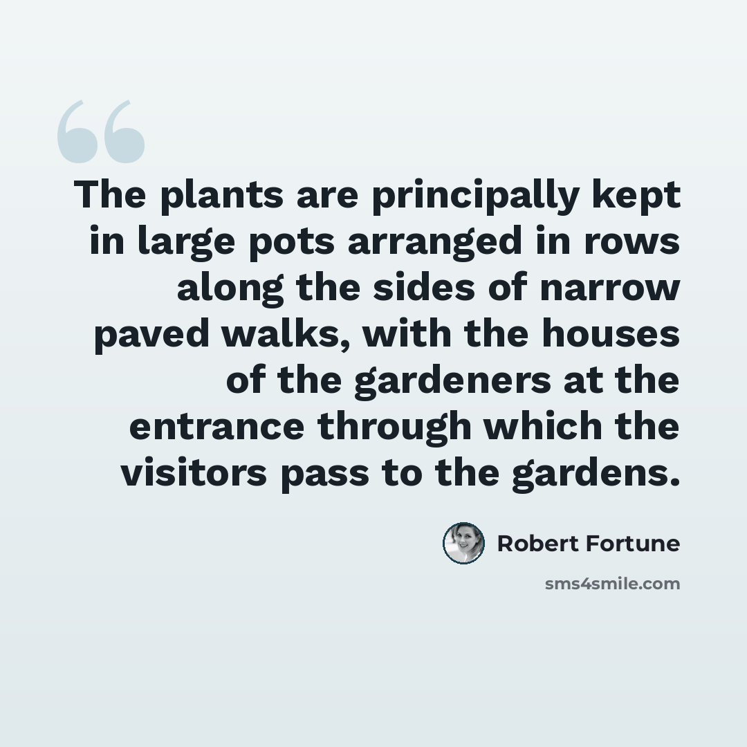“The plants are principally kept in large pots arranged in rows along the sides of narrow paved walks, with the houses of the gardeners at the entrance through which the visitors pass to the gardens.” quote by Robert Fortune
