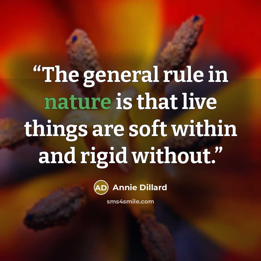 “The general rule in nature is that live things are soft within and rigid without.” quote by Annie Dillard