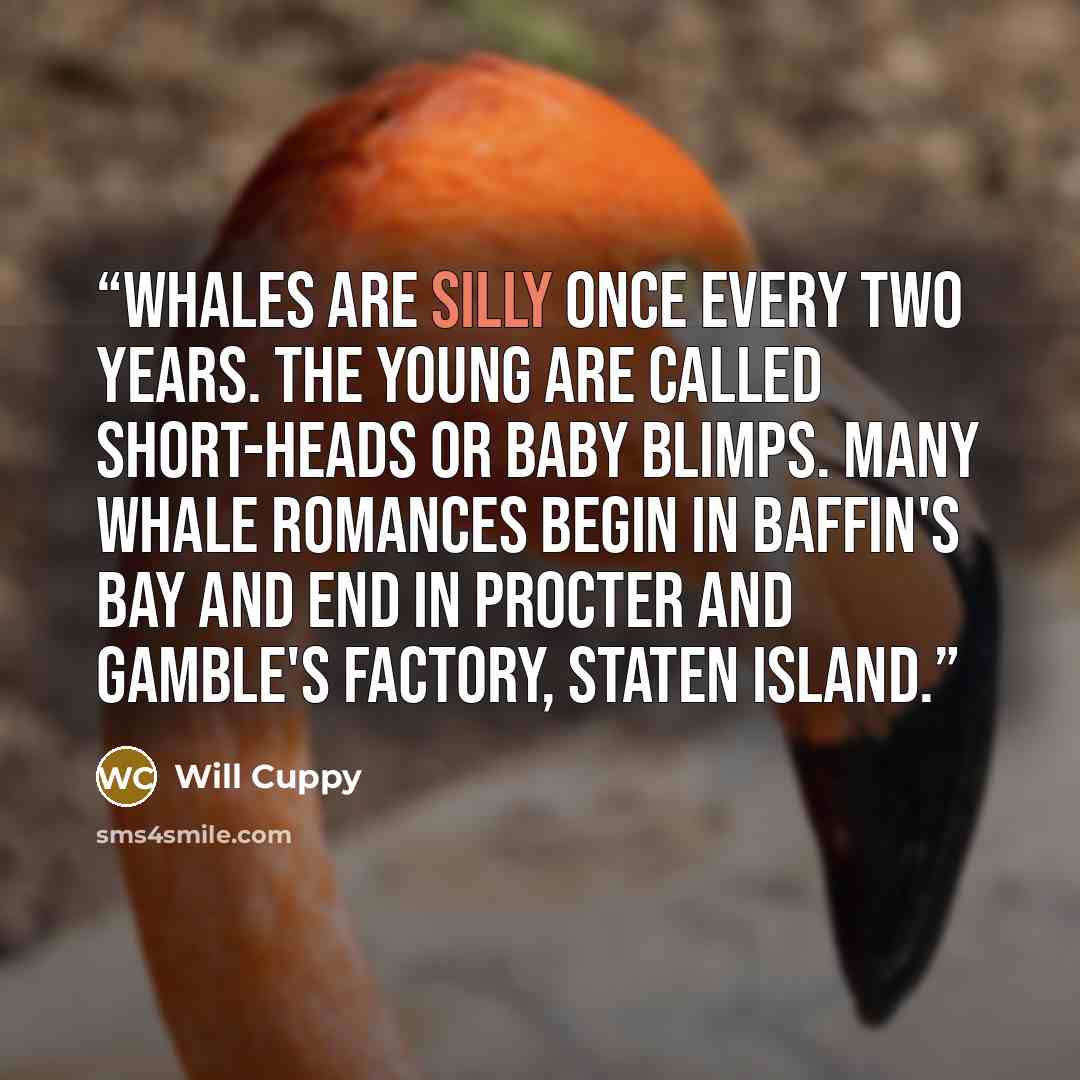 “Whales are silly once every two years. The young are called short-heads or baby blimps. Many whale romances begin in Baffin's bay and end in Procter and Gamble's factory, Staten Island.” quote by Will Cuppy