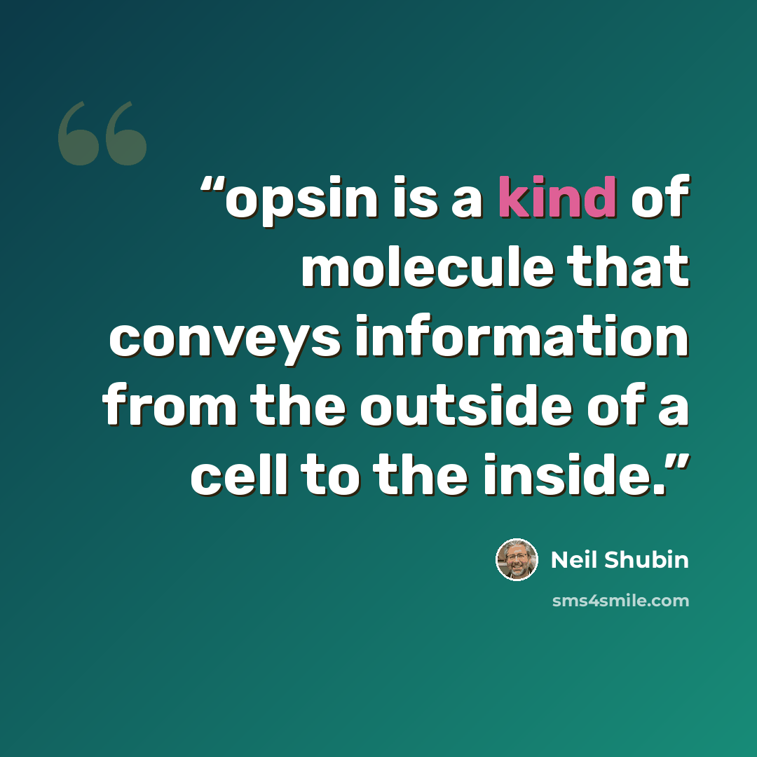 “opsin is a kind of molecule that conveys information from the outside of a cell to the inside.” quote by Neil Shubin