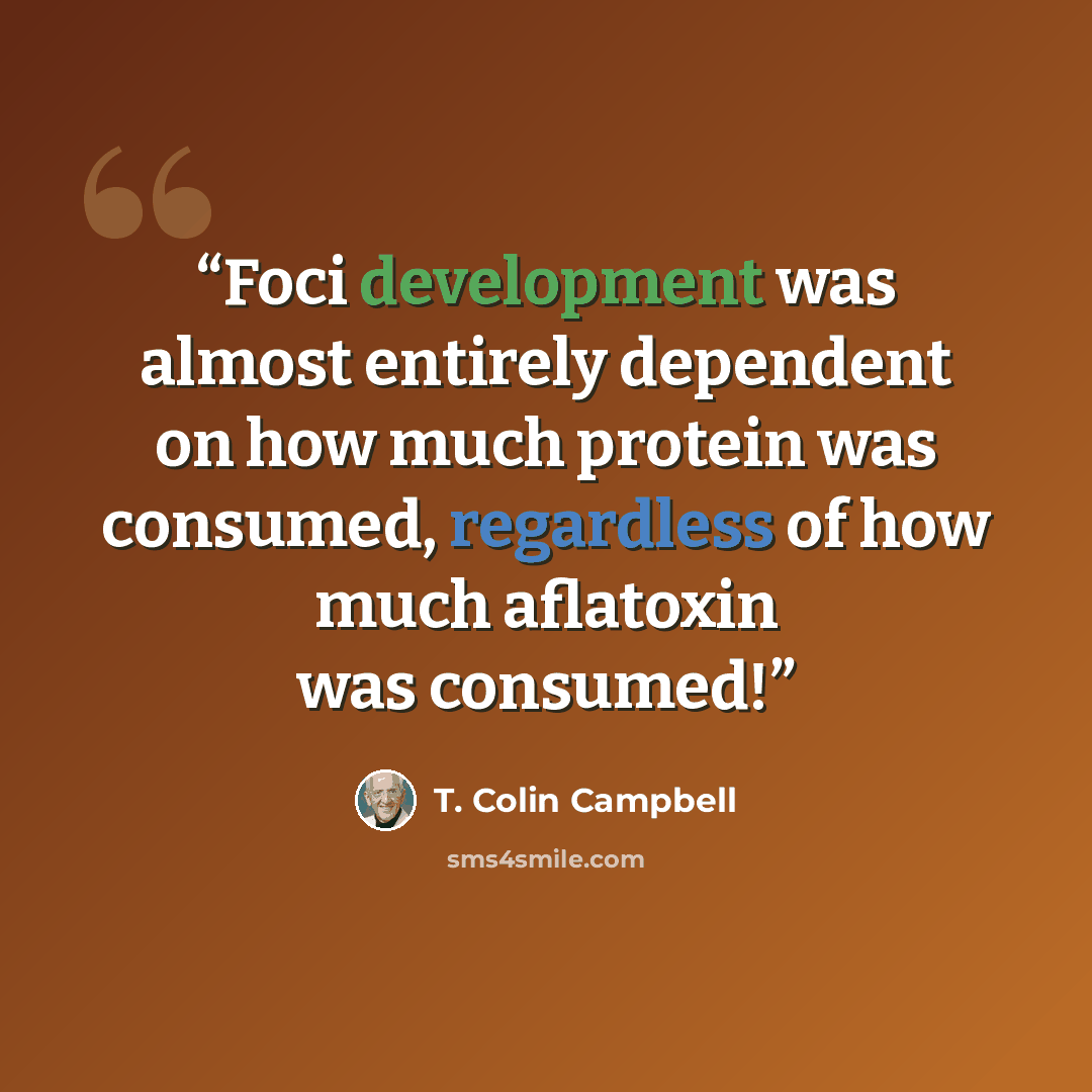 “Foci development was almost entirely dependent on how much protein was consumed, regardless of how much aflatoxin was consumed!” quote by T. Colin Campbell