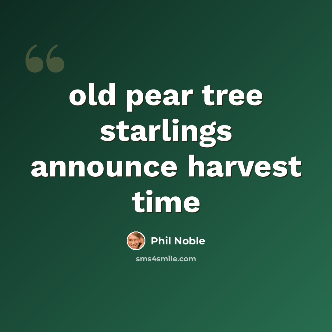 “old pear tree starlings announce harvest time” quote by Phil Noble