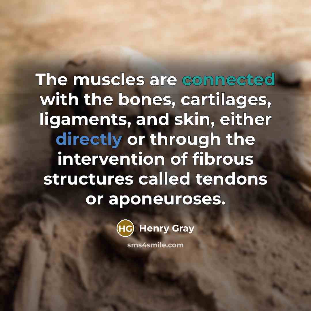 “The muscles are connected with the bones, cartilages, ligaments, and skin, either directly or through the intervention of fibrous structures called tendons or aponeuroses.” quote by Henry Gray
