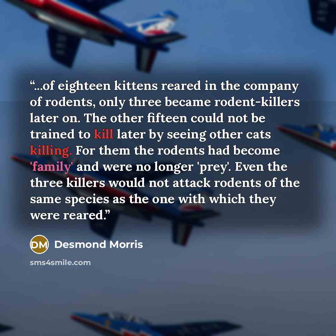 “...of eighteen kittens reared in the company of rodents, only three became rodent-killers later on. The other fifteen could not be trained to kill later by seeing other cats killing. For them the rodents had become 'family' and were no longer 'prey'. Even the three killers would not attack rodents…” quote by Desmond Morris