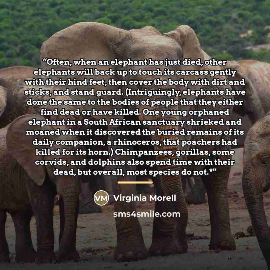 “Often, when an elephant has just died, other elephants will back up to touch its carcass gently with their hind feet, then cover the body with dirt and sticks, and stand guard. (Intriguingly, elephants have done the same to the bodies of people that they either find dead or have killed. One young…” quote by Virginia Morell