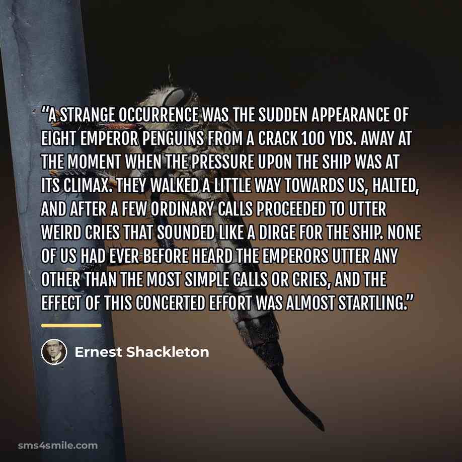 “A strange occurrence was the sudden appearance of eight emperor penguins from a crack 100 yds. away at the moment when the pressure upon the ship was at its climax. They walked a little way towards us, halted, and after a few ordinary calls proceeded to utter weird cries that sounded like a dirge…” quote by Ernest Shackleton