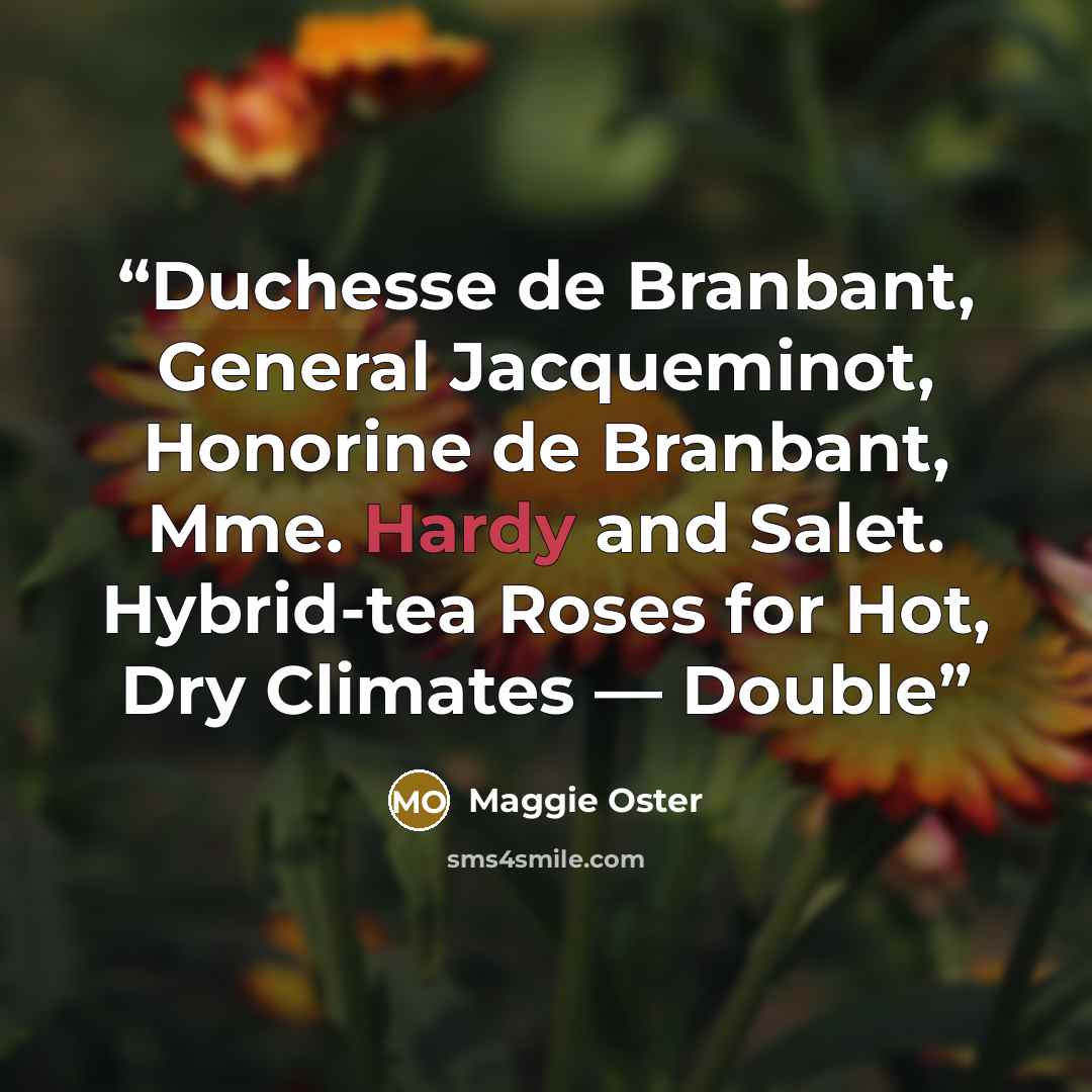 “Duchesse de Branbant, General Jacqueminot, Honorine de Branbant, Mme. Hardy and Salet. Hybrid-tea Roses for Hot, Dry Climates — Double” quote by Maggie Oster