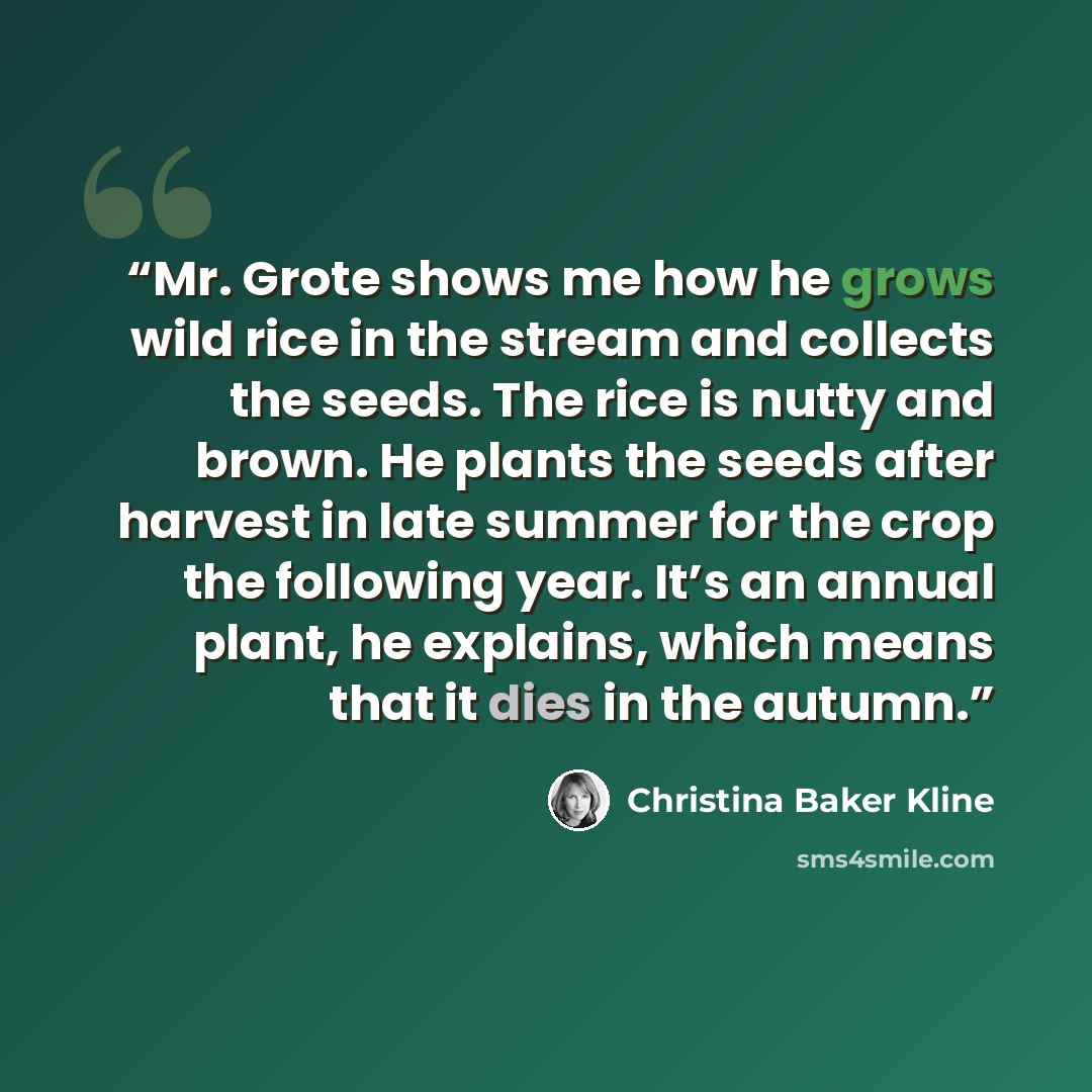 “Mr. Grote shows me how he grows wild rice in the stream and collects the seeds. The rice is nutty and brown. He plants the seeds after harvest in late summer for the crop the following year. It’s an annual plant, he explains, which means that it dies in the autumn.” quote by Christina Baker Kline