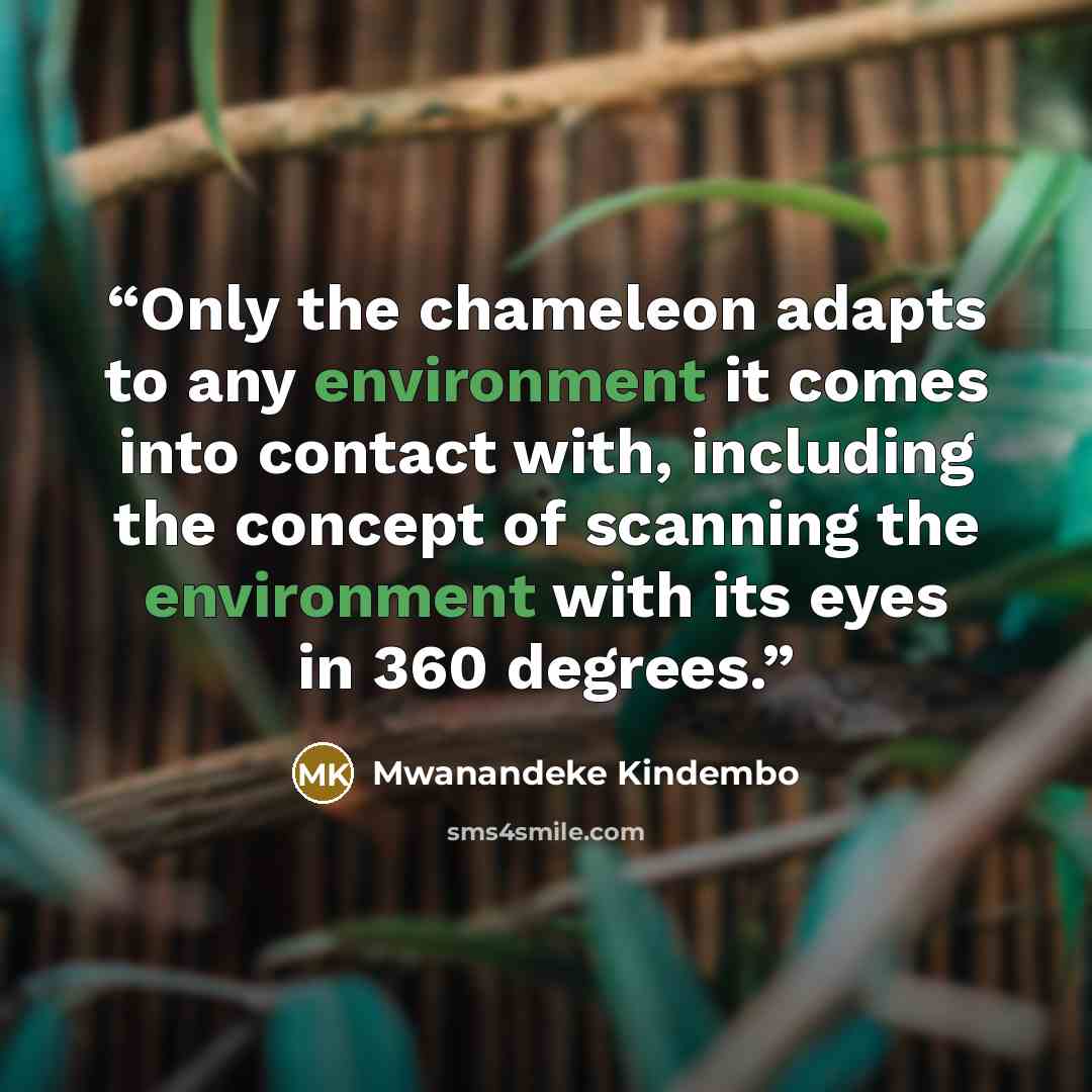 “Only the chameleon adapts to any environment it comes into contact with, including the concept of scanning the environment with its eyes in 360 degrees.” quote by Mwanandeke Kindembo