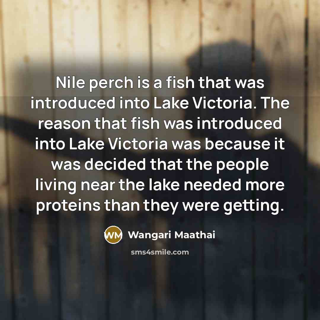 “Nile perch is a fish that was introduced into Lake Victoria. The reason that fish was introduced into Lake Victoria was because it was decided that the people living near the lake needed more proteins than they were getting.” quote by Wangari Maathai