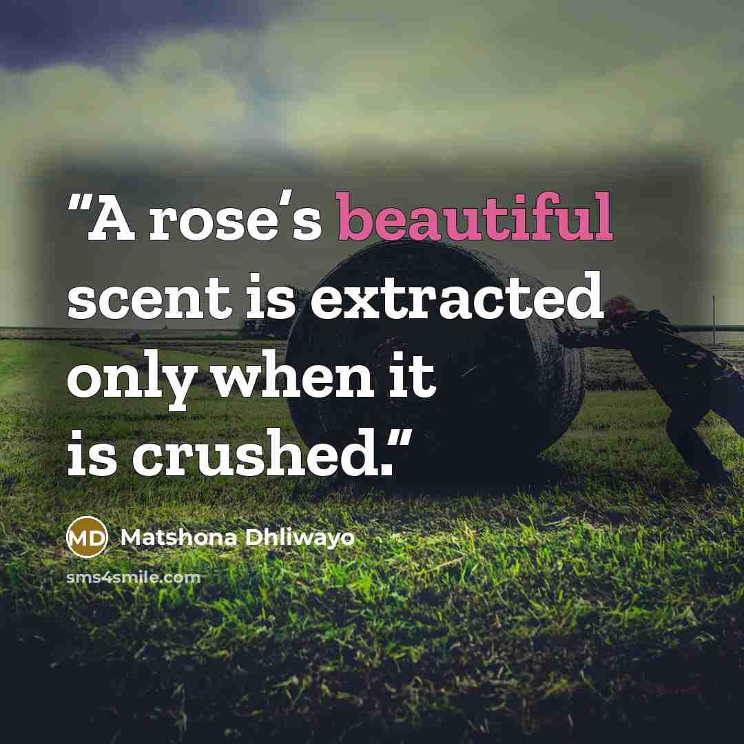 “A rose’s beautiful scent is extracted only when it is crushed.” quote by Matshona Dhliwayo
