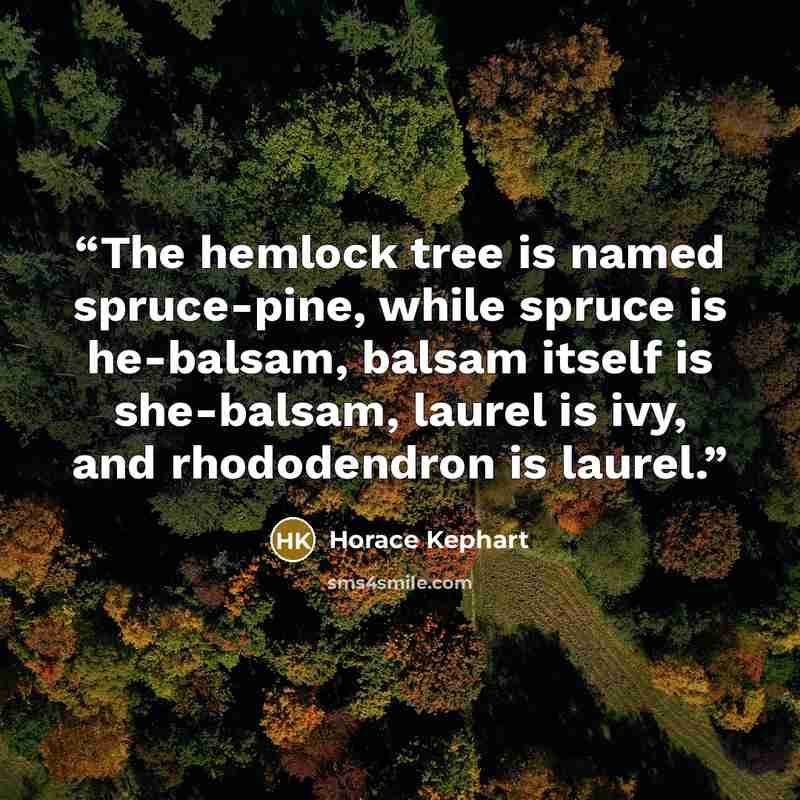 “The hemlock tree is named spruce-pine, while spruce is he-balsam, balsam itself is she-balsam, laurel is ivy, and rhododendron is laurel.” quote by Horace Kephart