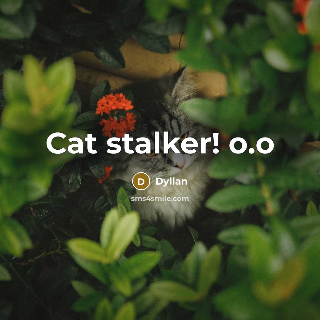 “Cat stalker! o.o” quote by Dyllan