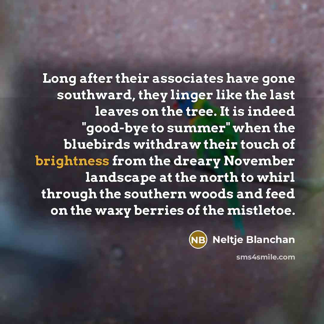 “Long after their associates have gone southward, they linger like the last leaves on the tree. It is indeed "good-bye to summer" when the bluebirds withdraw their touch of brightness from the dreary November landscape at the north to whirl through the southern woods and feed on the waxy berries of…” quote by Neltje Blanchan